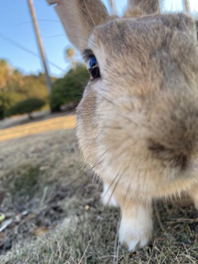 2024お正月 大久野島(うさぎの島)
