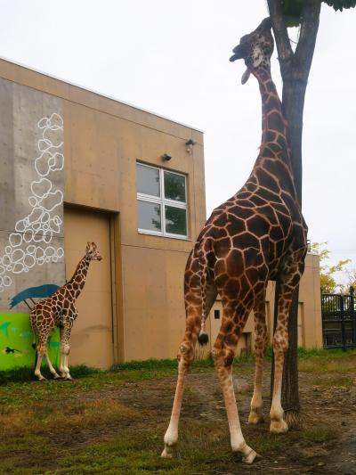 旭山動物園-1　キリン-首/舌伸ばして採餌　☆フラミンゴ・カバ・ダチョウ