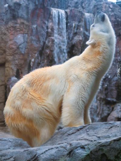 旭山動物園-2　ホッキョクグマ　水中‐捕獲　☆豪快！Diving-Swimming