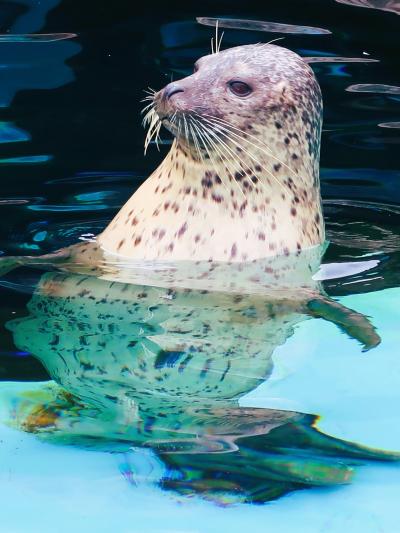 旭山動物園-3　アザラシ　もぐもぐTime　☆オオカミ・エゾシカ・ヒグマ