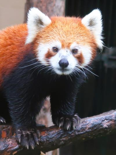 旭山動物園-7　レッサーパンダ-木橋渡り　☆アザラシ-円筒昇り　ペンギン‐水中飛翔