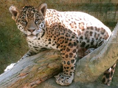 チビジャガ姉妹のリベンジ【日本平動物園　2022/06/02】