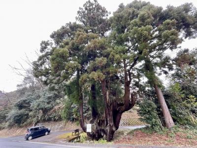 奈良の巨樹　山添村・大井戸の杉～柳生の里　十兵衛杉