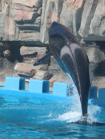 名古屋港水族館-4　シャチ　海の王者‐Jump-躍動！　☆公開トレーニング