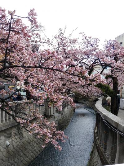 2024　1月　下田　伊東　3泊ほぼ一人旅　④　今日も早春満喫で家に帰ります