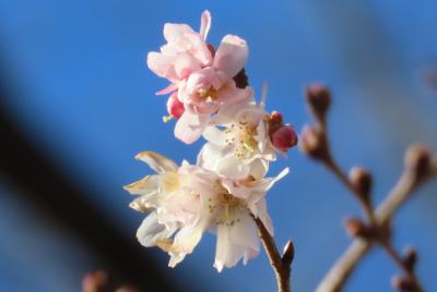 美しく咲いていた十月桜