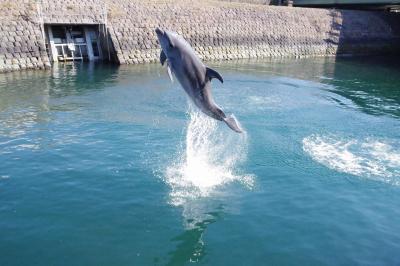 イルカの水路でも十分たのしめる、いおワールドかごしま水族館＠鴨池垂水フェリーに乗るがための鹿児島の旅　その4