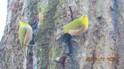 2024年森のさんぽ道でバードウオッチング⑤モズ、ジョウビタキ、ヒヨドリ、メジロ