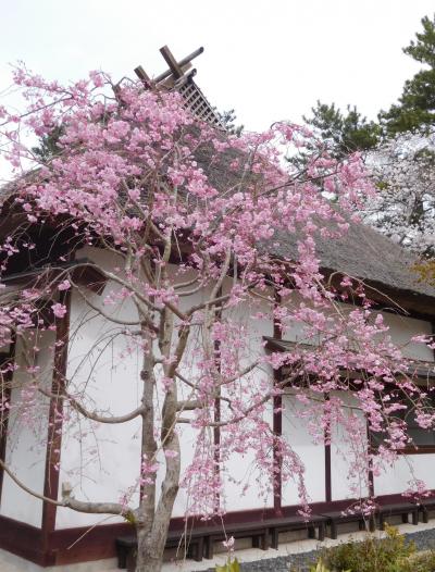 ２０２２年４月　山口県・宇部市　ときわ公園に桜とシャクナゲを見ました。