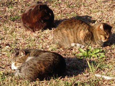 2024年2月　京都旅行　長楽館泊り　丸山公園の猫