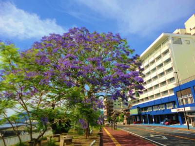 【雲仙・小浜】季節の花木を訪ねて