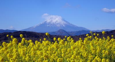 吾妻山公園　菜の花と富士山　２０２４