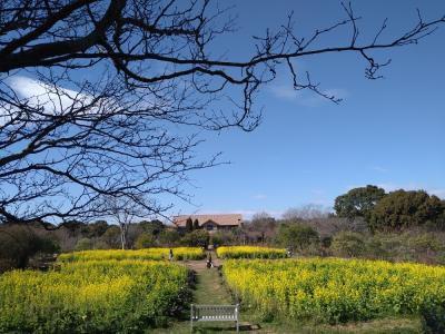 大神ファーム「早咲き菜の花」　一足早く春を感じる！