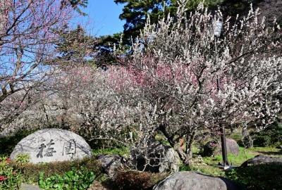 早春の熱海温泉街そぞろ歩き～熱海梅園の梅＆糸川遊歩道のあたみ桜の共演～