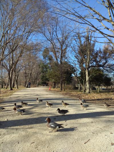 見沼自然公園の鴨は微笑ましかった