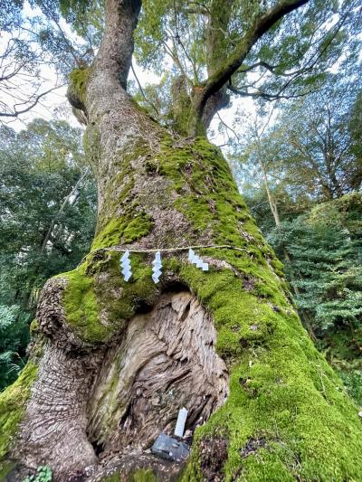 奈良豆比古神社（ならつひこじんじゃ）鎮守の森の主に逢いに～