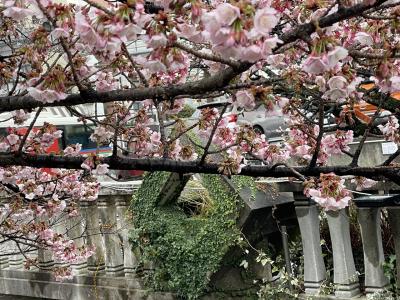 今年の花巡り初めは、早咲きの梅、桜が咲く雨の日の熱海