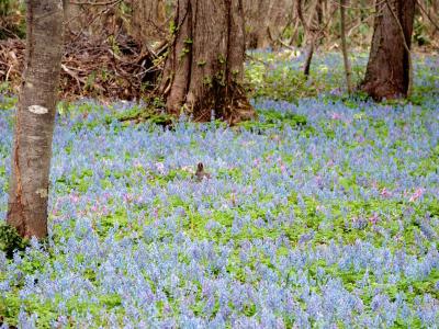 浦臼神社のエゾリス＆アルテピアッツァ美唄