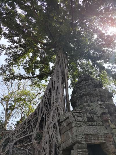 樹木に侵食される遺跡は、東南アジアの特徴！アンコールワットの朝日は、胸を熱くしました！
