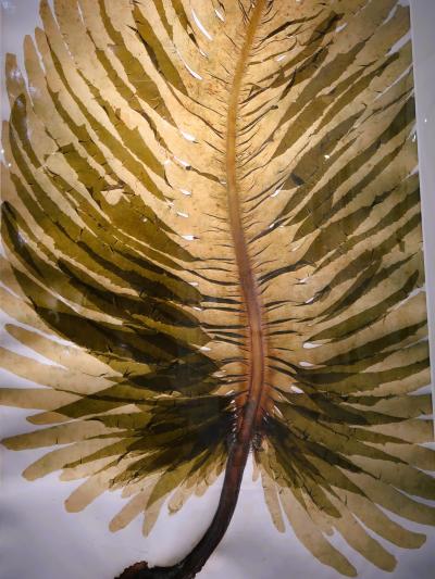 科博-3 和食展2/5 食材b 米/大豆/魚介/海藻 ☆知恵-発酵/だし