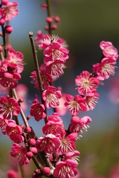 熱海で散歩2024（梅園・糸魚川桜・MOA）