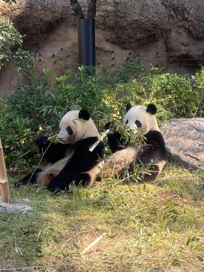 誘われて、上野動物園☆