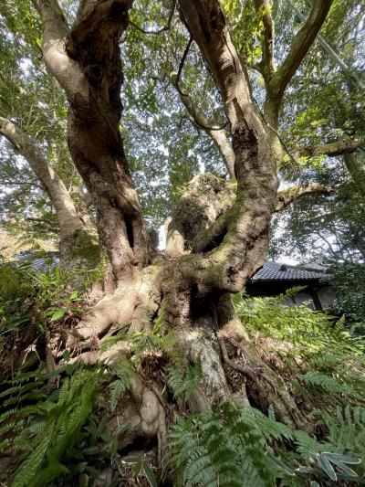 奈良　王龍寺　ヤマモモの大木　