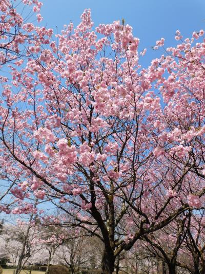 奥州市の桜 お物見公園・正法寺・黒石寺・館山史跡公園