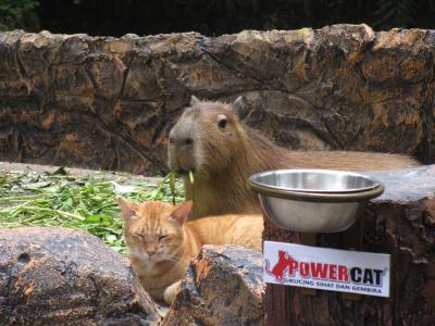 KL準備万端旅(8)国立動物園→KLIA2→関空