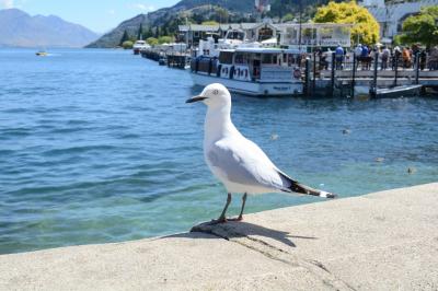 ニュージーランド年越し旅①