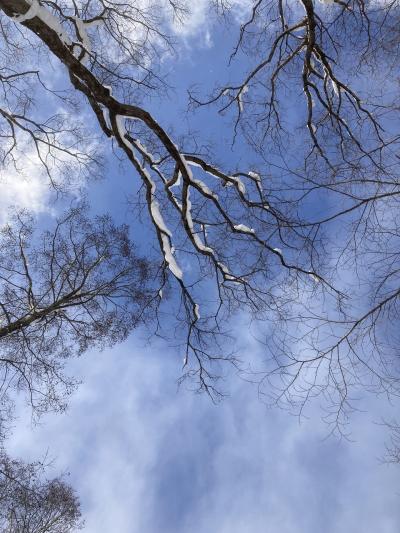 サウナーの聖地　野尻湖湖畔の「The Sauna」でととのう