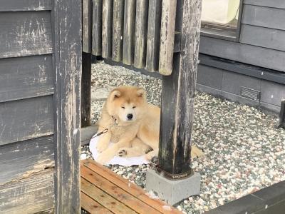 冬の角館へ　雛まつりまであと少し