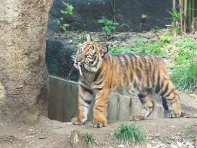 はじめましてアサ☆動物の赤ちゃん中心に  双子パンダのシャオレイも　上野動物園2023年の記録