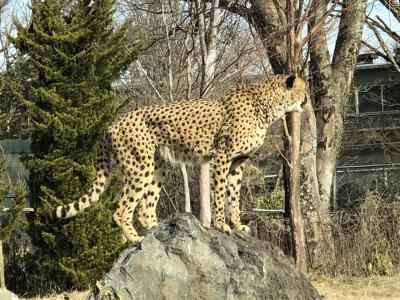 風邪をひいてしまった伊豆温泉と富士サファリの赤ちゃんライオン