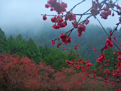 日本が認めた桜の名所九族文化村