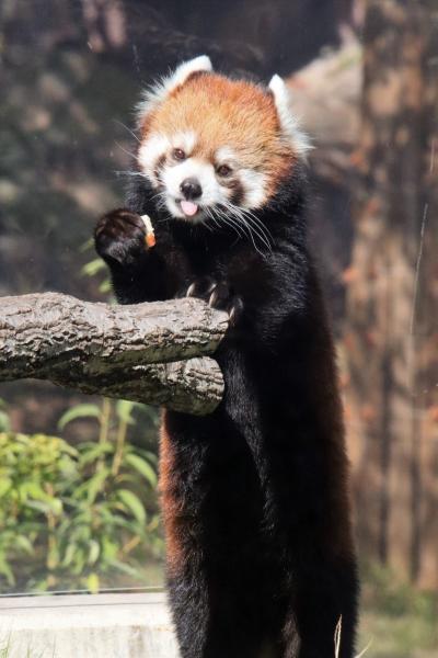 名古屋姫路徳山レッサーパンダ遠征（４）東山動植物園（前）レッサーパンダやコアラは１日訪問では足らない～ショック！コアラのりんちゃん撮り損ね他