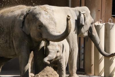 名古屋姫路徳山レッサーパンダ遠征（５）東山動植物園（後）まだまだ子ゾウなうららちゃんや初めて会うホッキョクグマのフブキくんは眠そうな姿のみ他