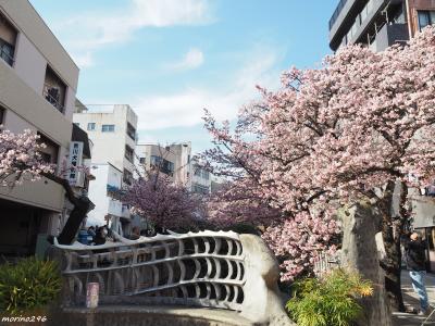 2024 糸川桜まつり＠熱海