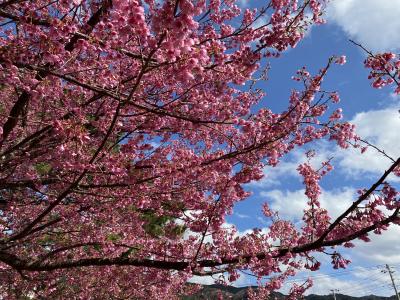 ショートトリップ・超早咲きの土肥桜