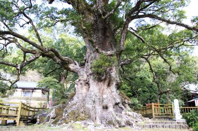 蒲生八幡神社境内の日本一の大クスと初逢瀬