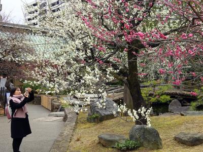 湯島天神から上野公園（観梅）