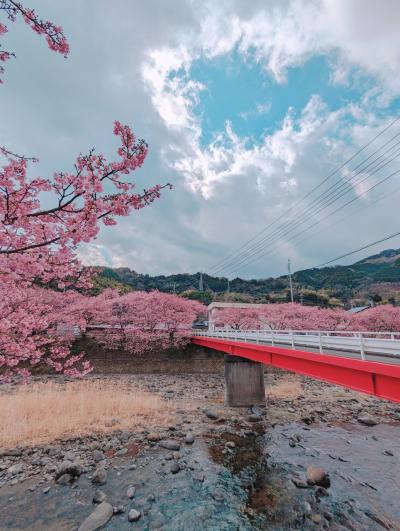 1泊2日東伊豆@河津桜まつり&amp;波打ち際の絶景野天黒根岩風呂とつるや吉祥亭で露天風呂三昧