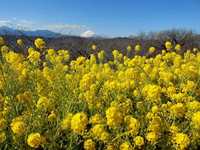 春がきた！吾妻山から見る富士山と菜の花