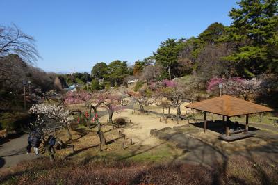 大倉山公園梅林　早咲きの梅(２７種）　２０２４