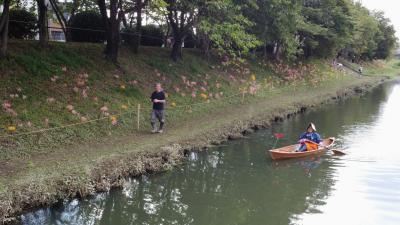 ２日連続で高浜市 稗田川の黄色い彼岸花