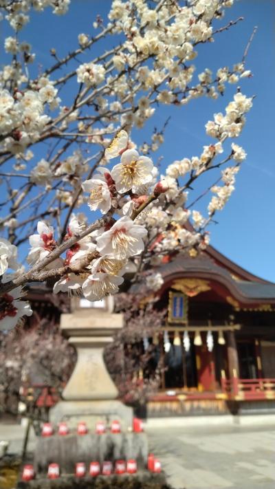 ひな飾りの奥殿陣屋と梅まつりの岩津天満宮