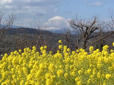 吾妻山 菜の花ウォッチングは２月１８日まで