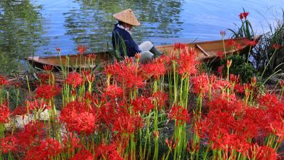 再び岐阜県 やすらぎの林の彼岸花