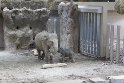 久しぶりに北海道へ（札幌円山動物園編）