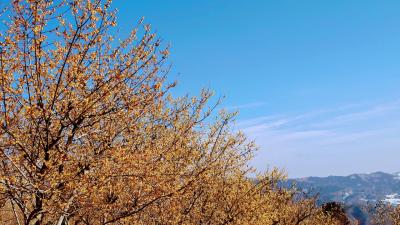 宝登山で花見